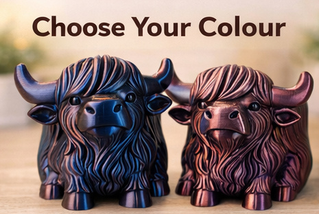 Highland Cow 25