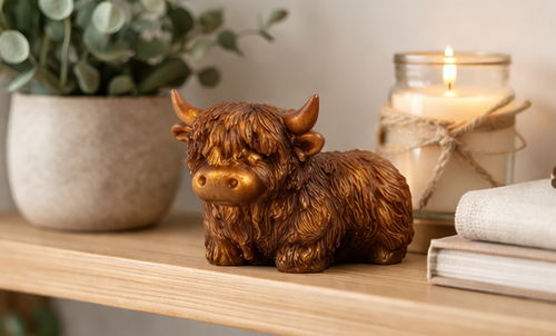 Highland cow 14